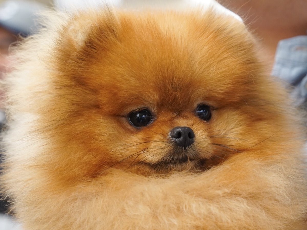 Beautiful breed type