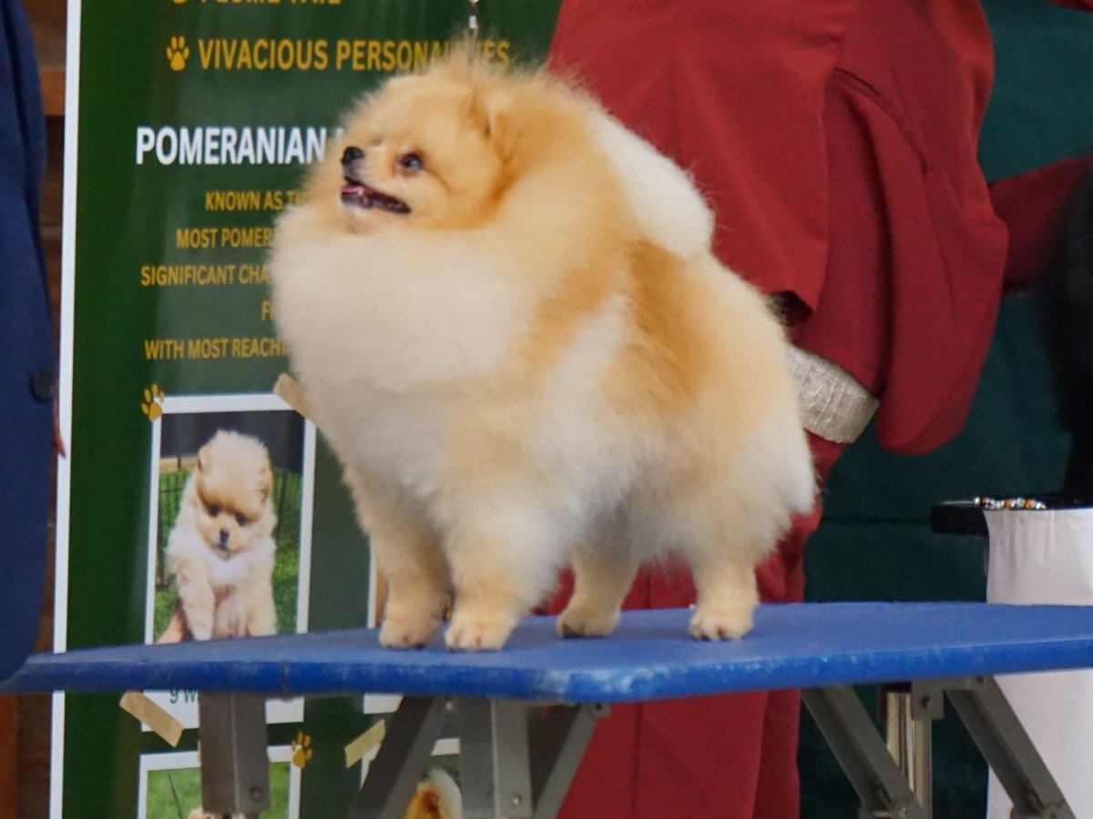 In the show ring