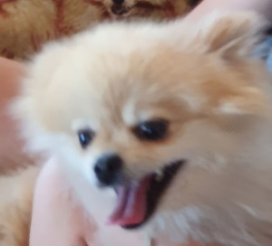 Cream female Pomeranian for sale
