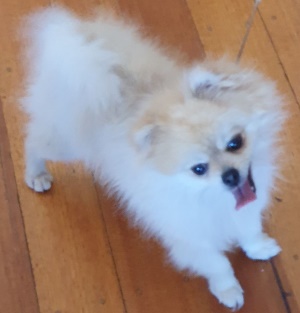 Cream female Pomeranian for sale