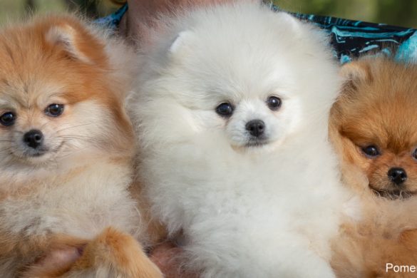 Pomeranian Puppies For Sale Melbourne Dochlaggie Pomeranian Puppies   Dochlaggie Pomeranians Australia 585x390 