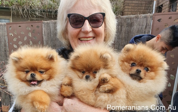 Denise Leo with Dochlaggie Pomeranian Puppies