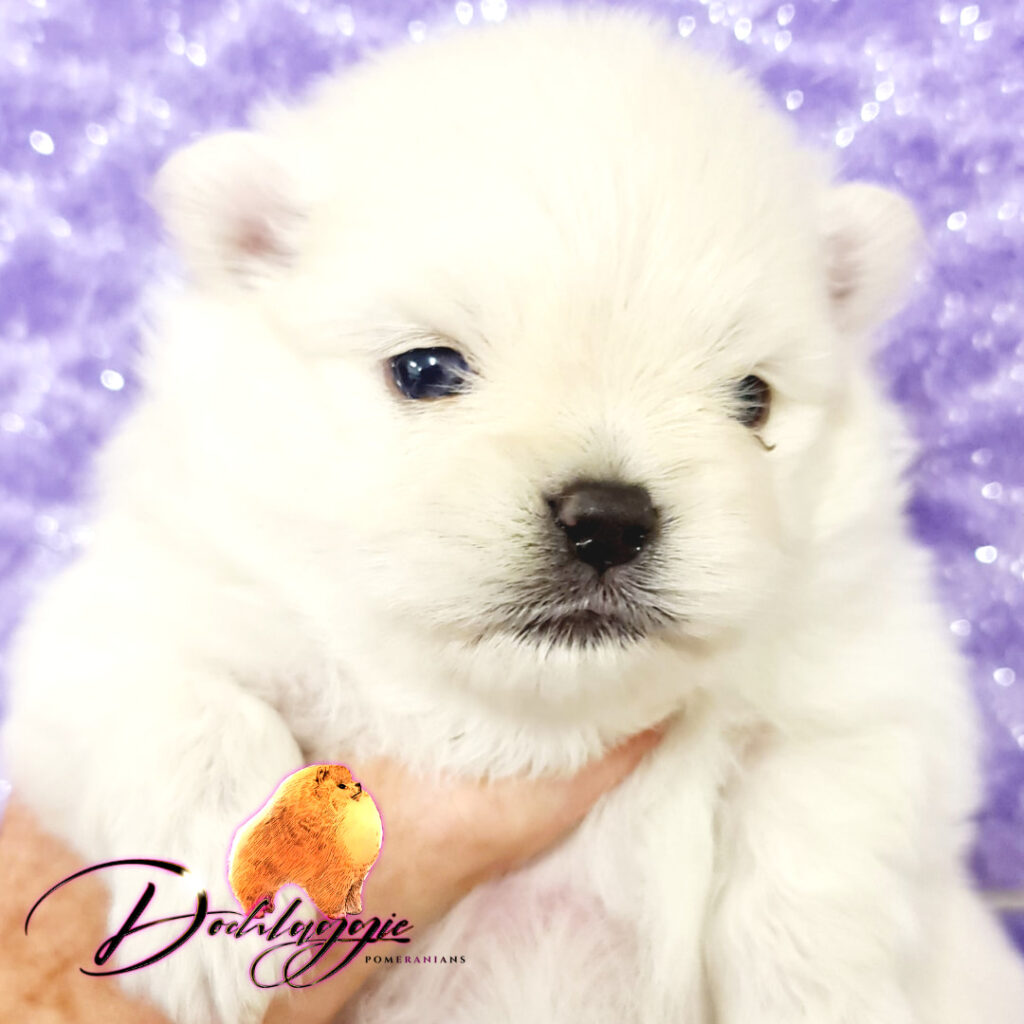 White Pomeranian puppy Dochlaggie Melbourne, Australia.