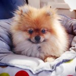 Dochlaggie Pomeranian puppies Melbourne