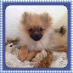 Dochlaggie Pomeranian Puppy Melbourne