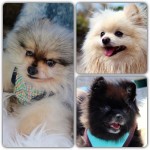 Dochlaggie Pomeranian Puppies Melbourne 