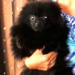 Black Pomeranian puppy