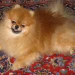 Dochlaggie Pomeranian puppies Melbourne