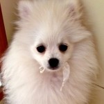 Dochlaggie Pomeranian puppy