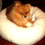 Dochlaggie Pomeranian Puppy Melbourne