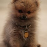 Dochlaggie Pomeranian Puppy Melbourne