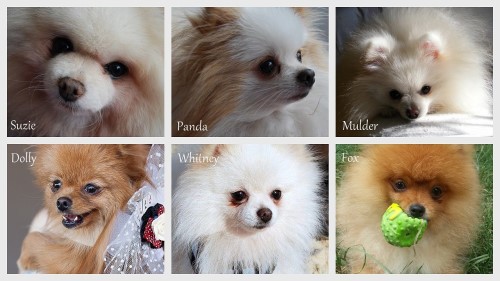 Happy Dochlaggie Pomeranian Puppies Melbourne Owners