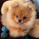 Dochlaggie Pomeranian puppies Melbourne