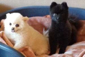 Dochlaggie Pomeranian Puppies Melbourne 