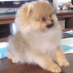 Dochlaggie Pomeranian Puppy Melbourne