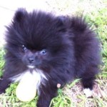 Black Dochlaggie Pomeranian Puppy Melbourne