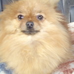 Pomeranian dog