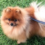 Pomeranian Dog