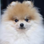 Dochlaggie Pomeranian Puppies Melbourne 