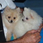 Dochlaggie Pomeranian Puppies Melbourne 