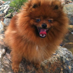 Dochlaggie Pomeranian Puppies Melbourne 