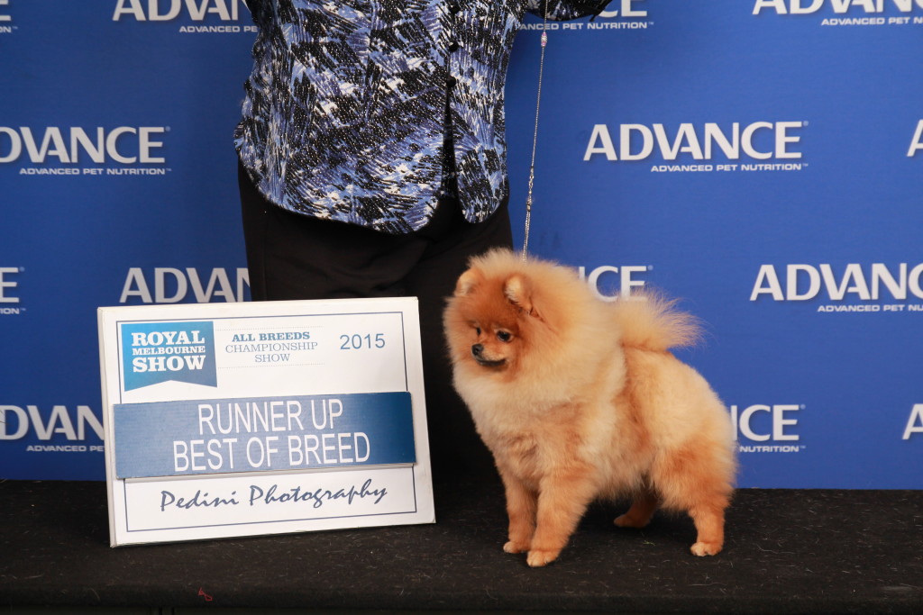 Pomeranians at Royal Melbourne Show 2015