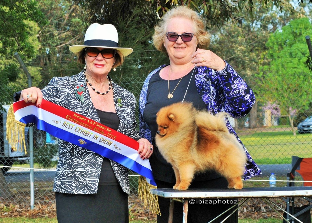 Rebel ( Aust & Can Ch Shallany's Rebel With A Cause Imp CAN) wins BEST IN SHOW today under Toy Specialist S. Rickard (VIC) 
