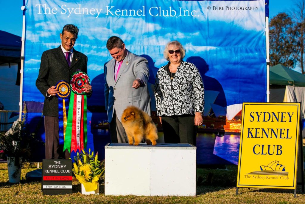 Rebel the Pomeranian wins BEST IN SHOW at Sydney Kennel Club