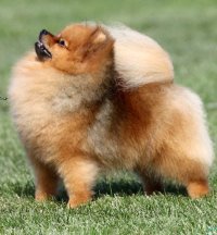 Pomeranian Canadian &amp; Australian Supreme Champion Shallany's Rebel With A Cause (Imported Canada)