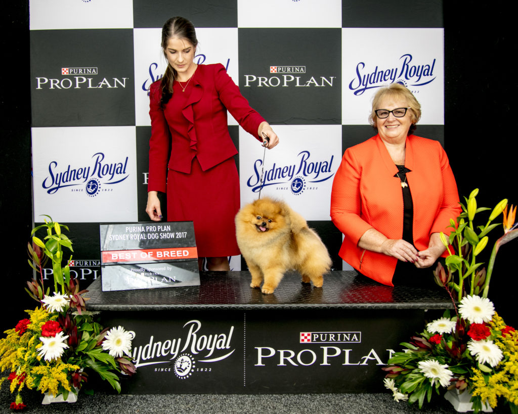 Pomeranians at Sydney Royal 2017