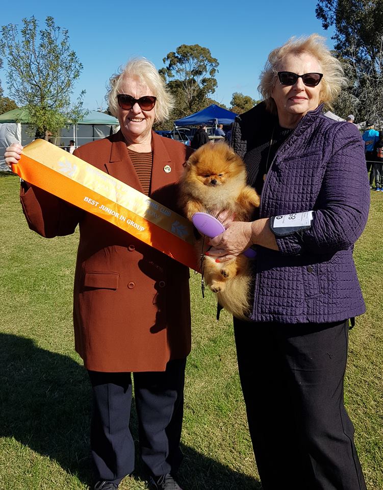 Pomeranian Champion Dochlaggie Dark N Dangerous aka Digger winning Best of Breed Pomeranian and Best Junior in the Toy Group at Shepparton Show, May 2018.