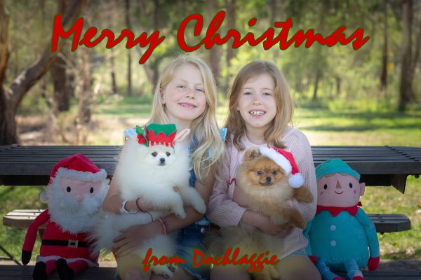 Merry Christmas from Dochlaggie Pomeranians