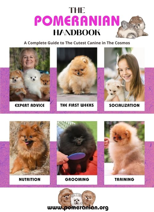 The Pomeranian Handbook by Denise Leo