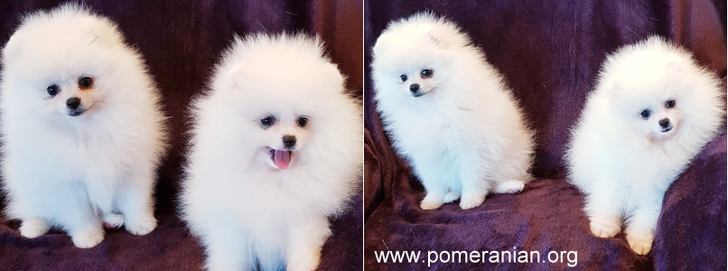 White Pomeranian pups