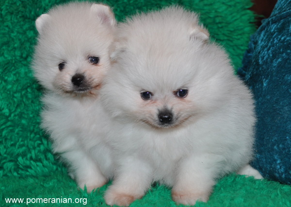 Dochlaggie Pomeranian Puppies Melbourne