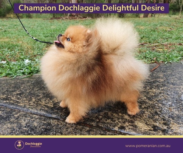 Australian Pomeranian Champion Dochlaggie Delightful Desire