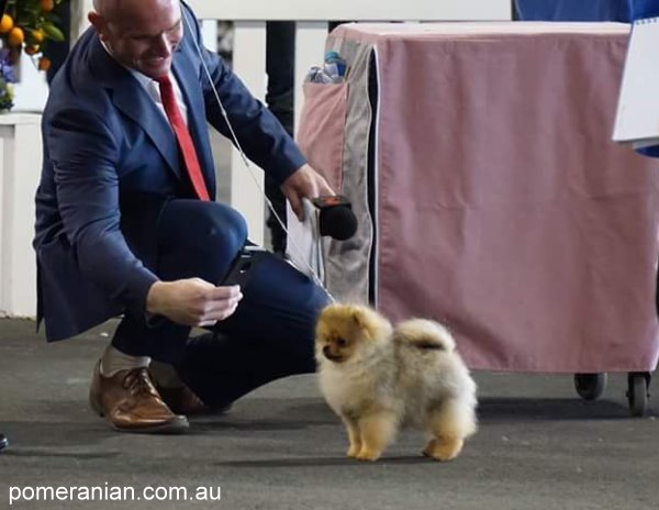 Pomeranian Dochlaggie Debonair at Royal Melbourne Show 2018