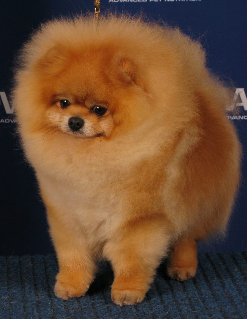 Multiple Best in Show winning Pomeranian