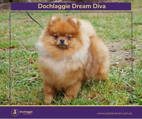 Pomeranian Dochlaggie Dream Diva