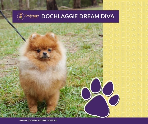 Pomeranian Dochlaggie Dream Diva