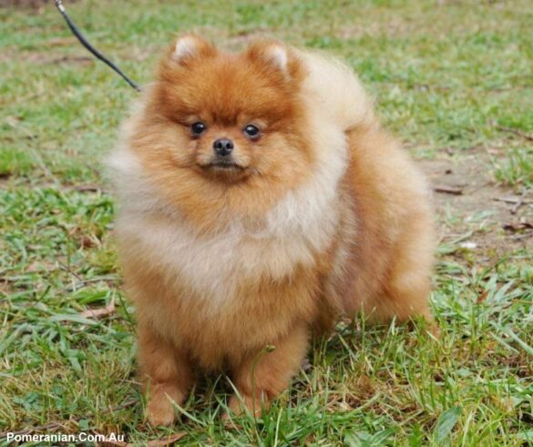 Dochlaggie Pomeranian Puppies Melbourne Australia