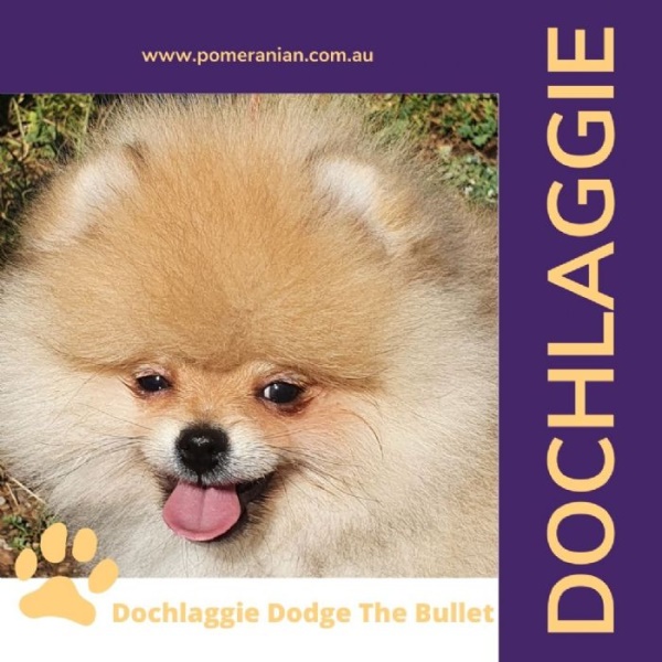 Dochlaggie Dodge The Bullet