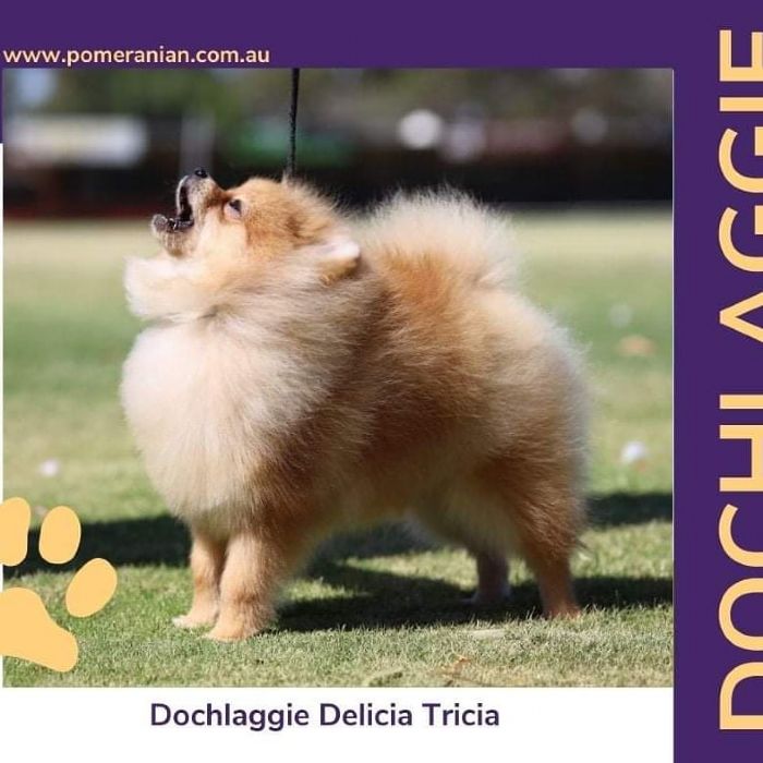 Australian Champion Dochlaggie Delicia Tricia