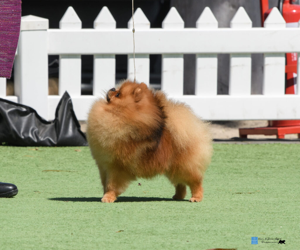 Champion Dochlaggie Dream Big BEST OF BREED ROYAL MELBOURNE SHOW 2023