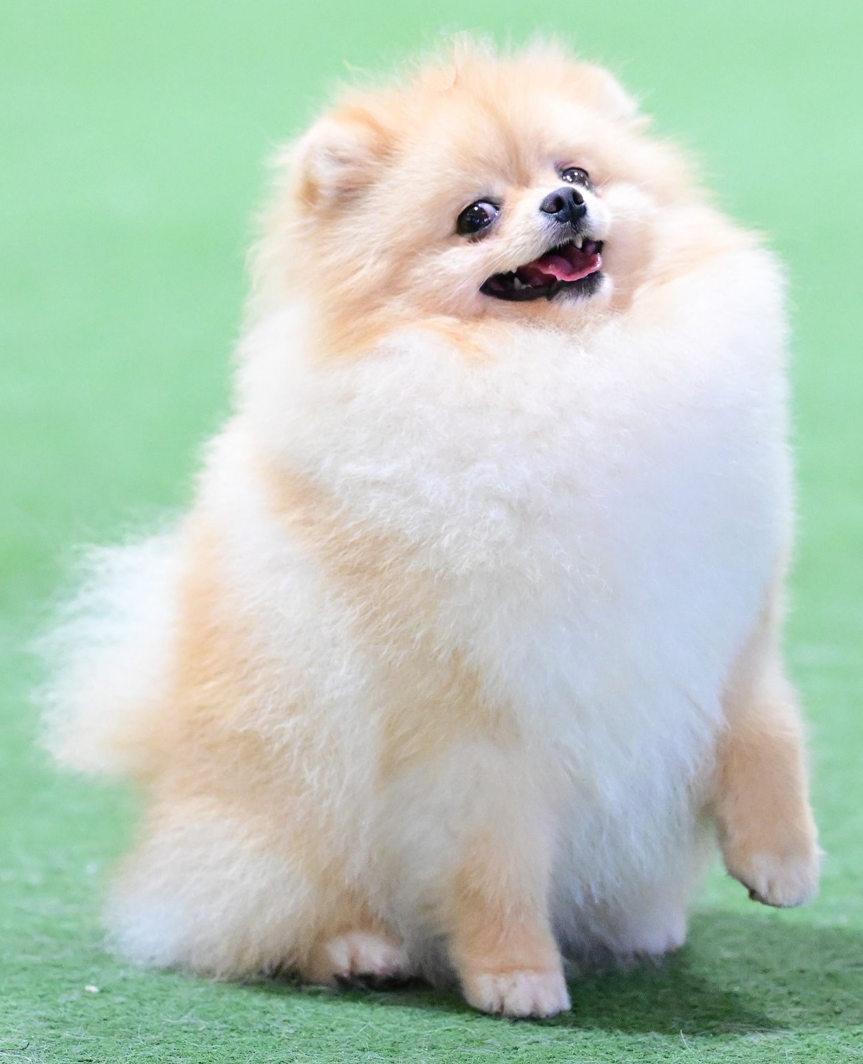 Ltu. Jnr Champion Tauro Kennel JP Atlantis ( Imported Lithuania)