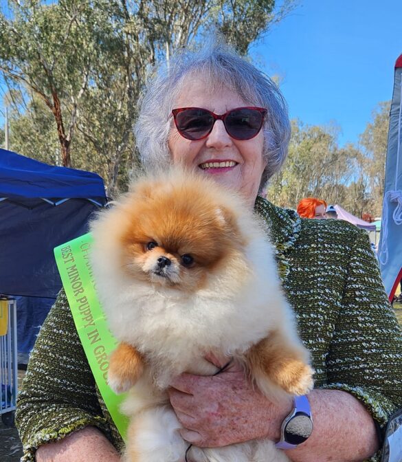 Pomeranian Puppies For Sale Melbourne Dochlaggie Pomeranian Puppies   310070689 10228011041158280 7024686284801516966 N 585x672 