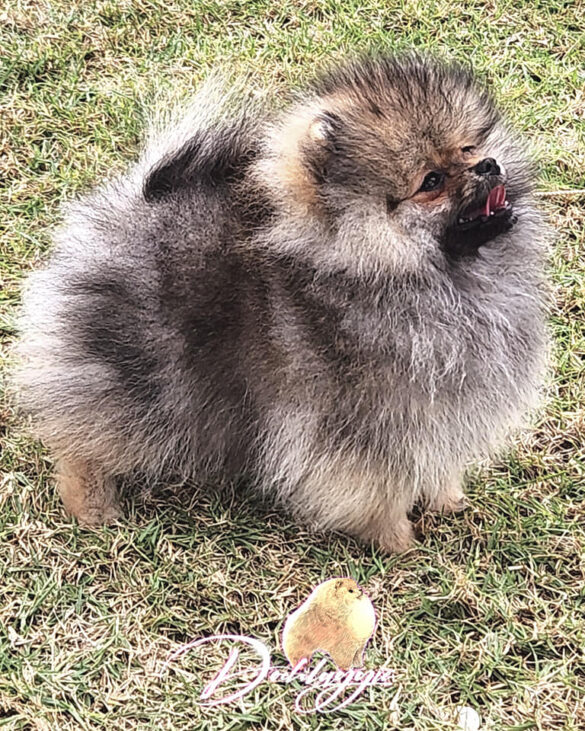 Pomeranian Puppies for Sale Melbourne Dochlaggie Pomeranian Puppies