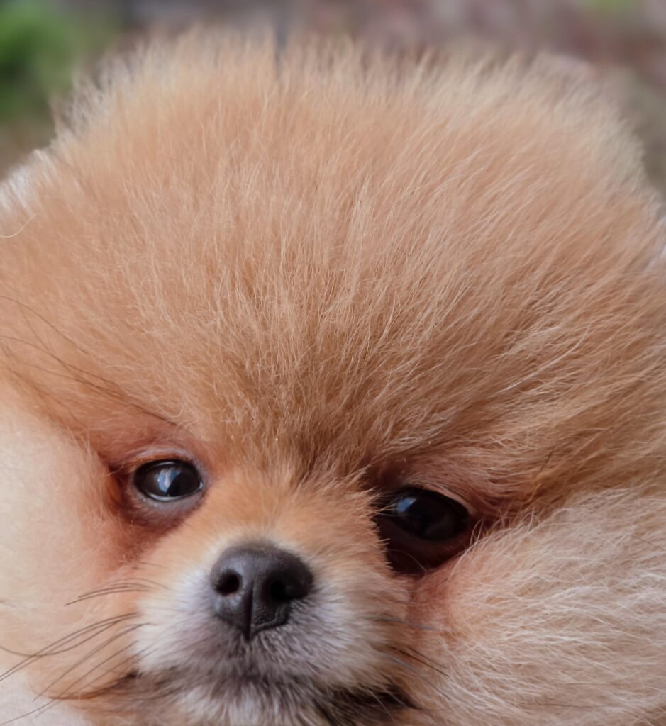 POMERANIAN PUPPY FOR SALE