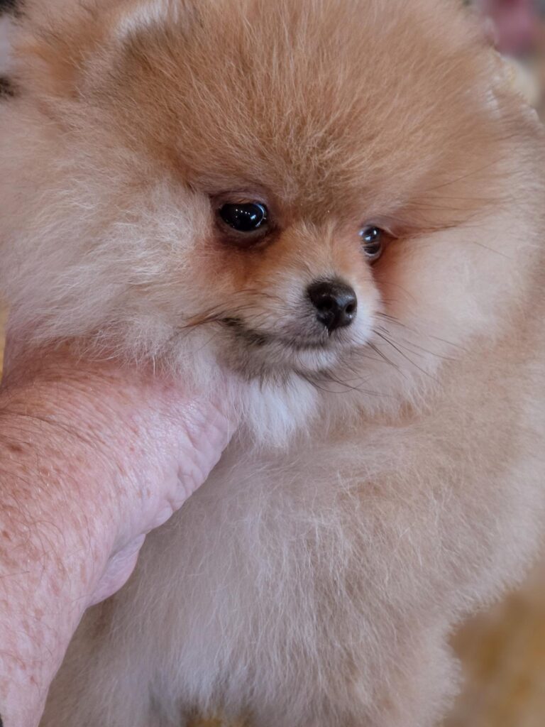 POMERANIAN PUPPY FOR SALE