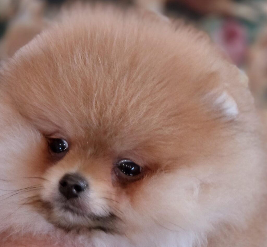 POMERANIAN PUPPY FOR SALE